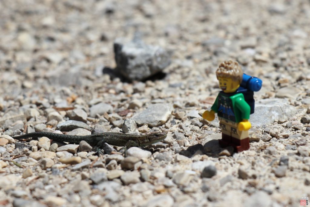 LEGO Wanderer trifft Eidechse | ©2020 Brickzeit