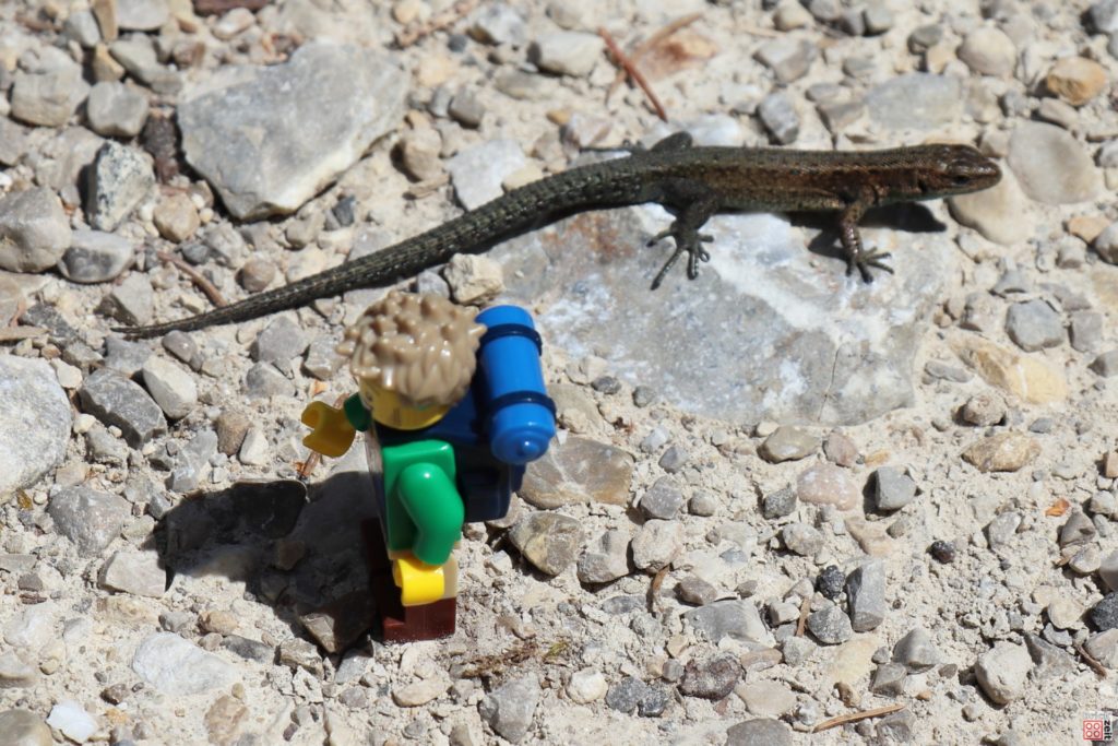 LEGO Wanderer trifft Eidechse | ©2020 Brickzeit