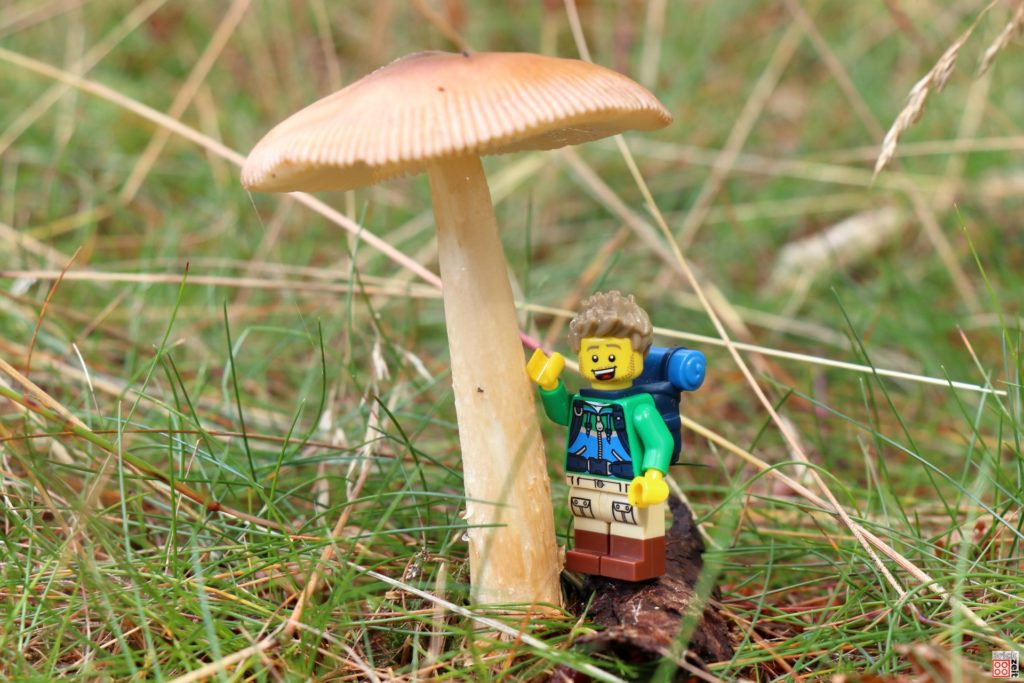 Großer Pilz auf der Wiese | ©Brickzeit