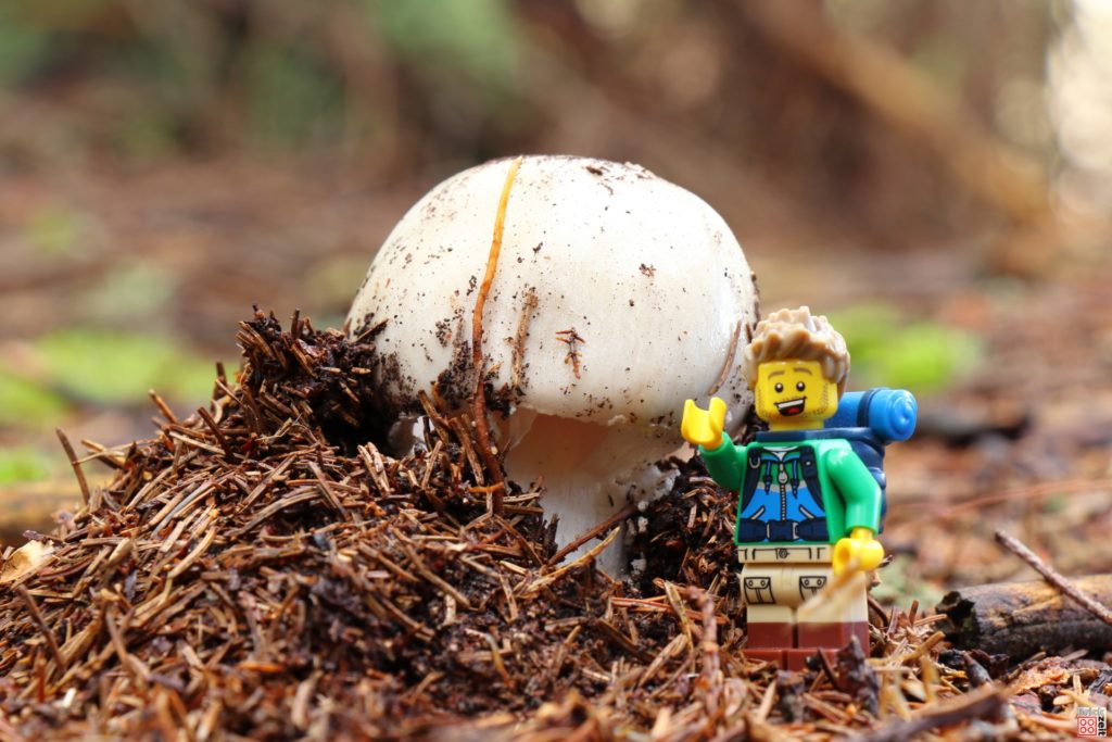 Ein neuer Pilz bahnt sich den Weg durch den Waldboden | ©Brickzeit