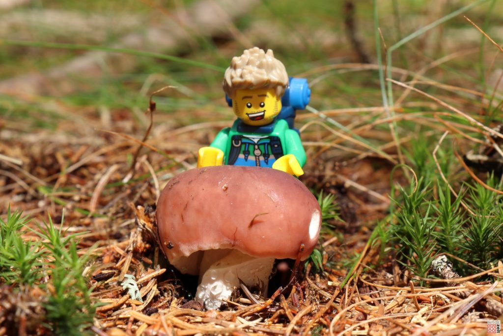 Schöner kräftiger Pilz | ©Brickzeit